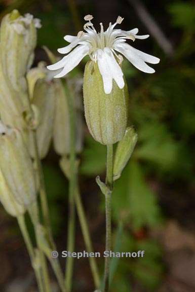 silene douglasii var douglasii 2 graphic